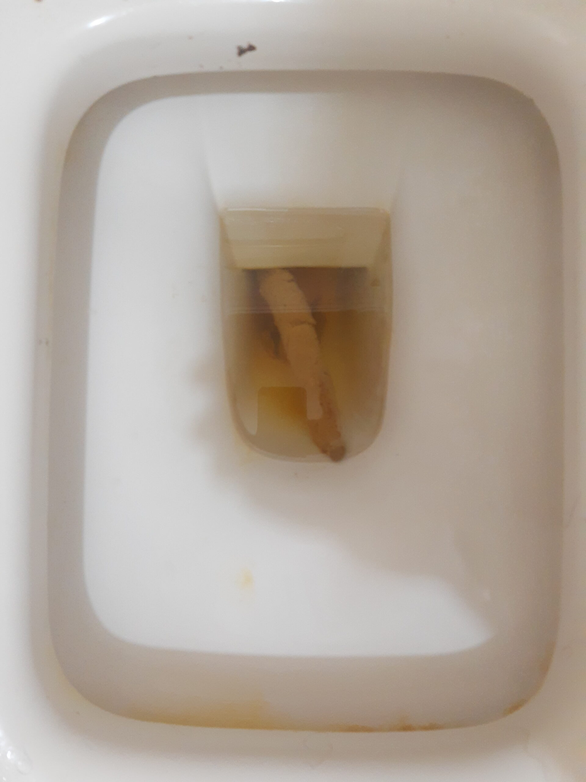 2022-01-28 | A Yellowish Poop Pair!