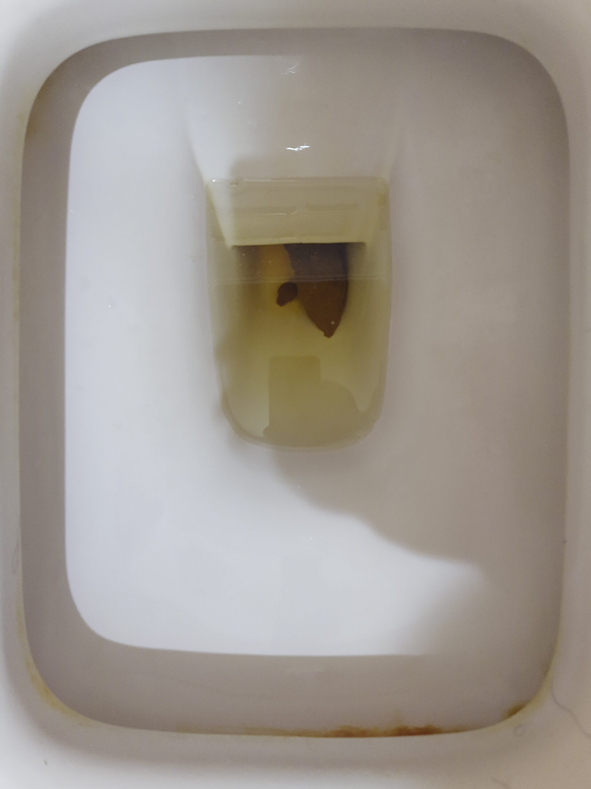 2022-04-19 | A thick Bristol 4 and Pup