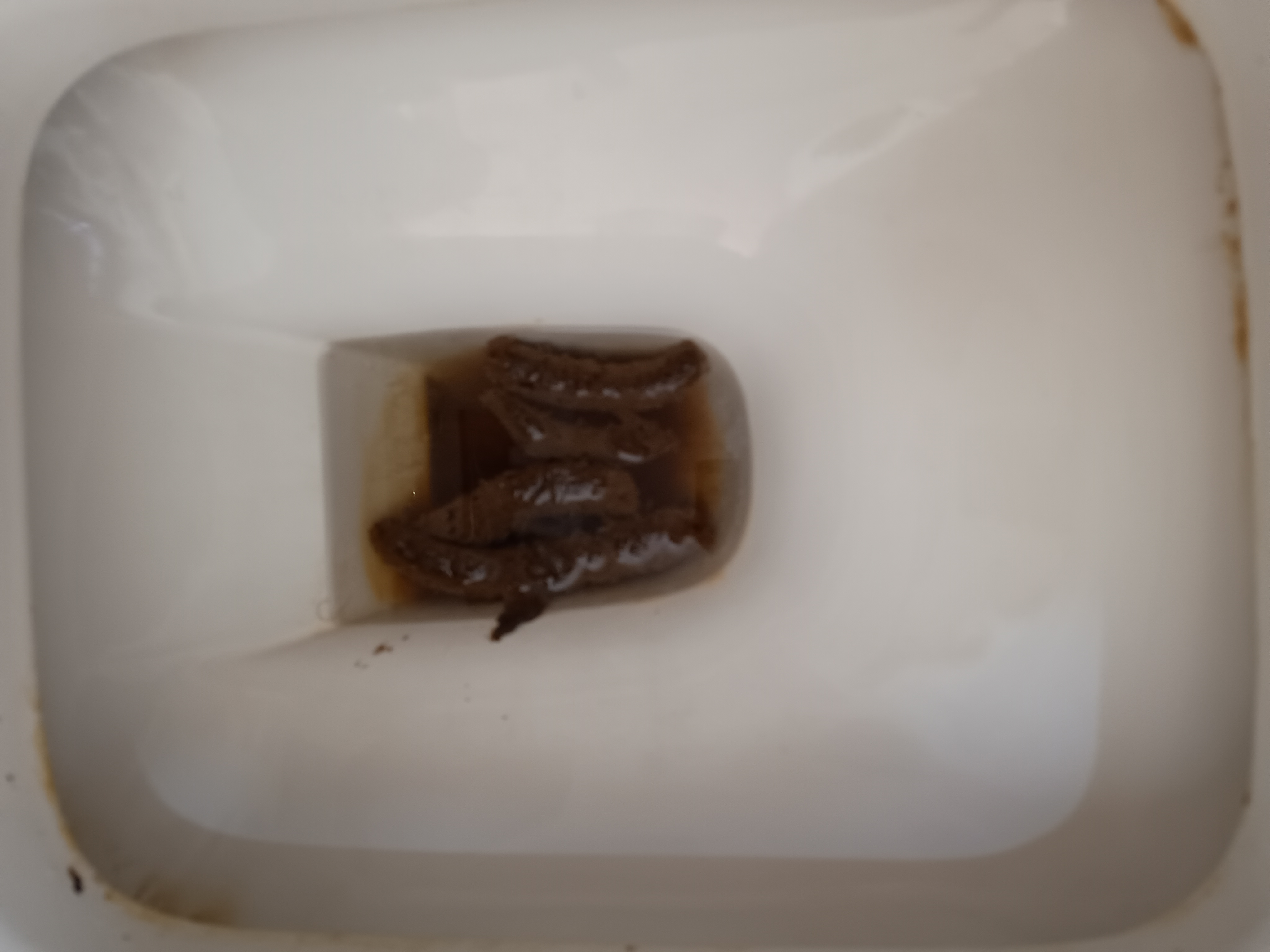 2024-01-17 | Sardines with a dark background! And some more!