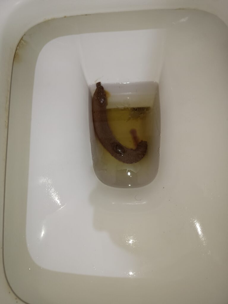 A Long Skinny Bristol 4